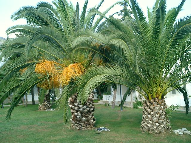 CIMG0026